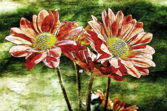 Printable Flower Graphics Pack 01